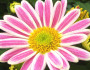 6 Fun Facts About the November Birth Flower