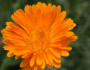 6 Fun Facts About the October Birth Flower