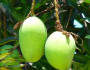 5 Health Benefits of Green Mango