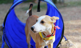 6 Fun Activities to Do With Your Pet Dog