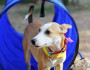 6 Fun Activities to Do With Your Pet Dog