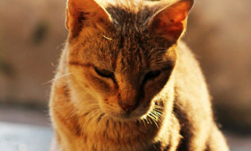 5 Fun Activities to Do With Your Pet Cat