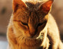 5 Fun Activities to Do With Your Pet Cat