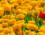 15 Reasons to Love Spring