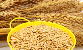 6 Health Benefits of Barley