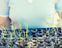 5 Tips for Starting Your Own Vegetable Garden