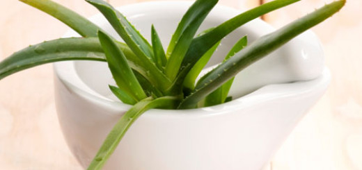 best-houseplants-to-purify-the-air