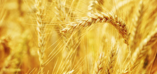 health-benefits-of-whole-grain
