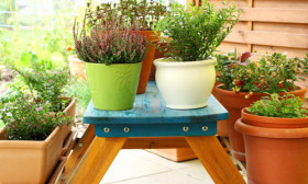 tips-for-terrace-gardening