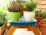 5 Tips for Terrace Gardening