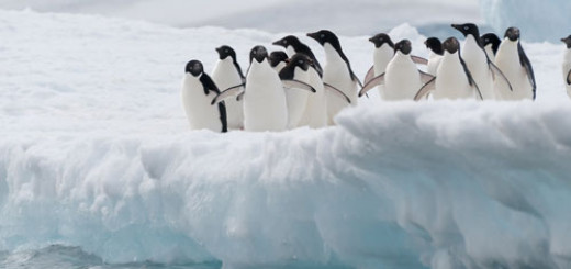 top-xx-reasons-to-visit-Antarctica