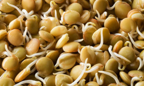 6 Health Benefits of Sprouts