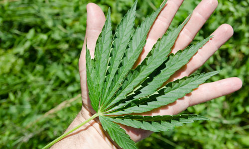 5 Facts You Always Wanted to Know About Marijuana