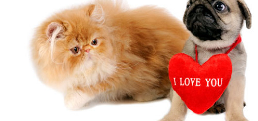 reasons-why-you-must-not-gift-a-pet-for-Valentine's-Day