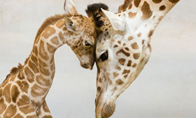 25 Most Adorable Pictures Of Parental Love From The Animal World