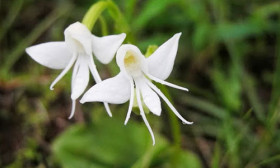 17 Flowers That Look Like Something Totally Else – Can You Imagine?