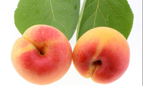 Apricot seeds