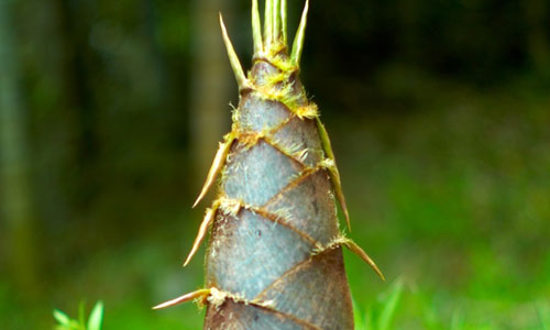 Bamboo shoots