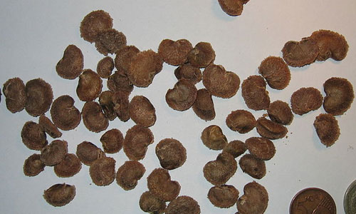 CamuCamu