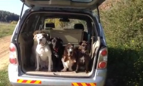 Watch Five Well-Behaved Dogs Get Out Of The Car Very Politely Only When Their Owner Calls Them