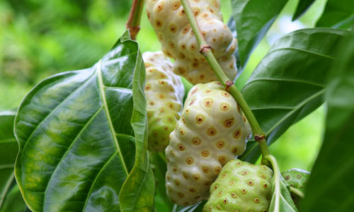 Noni