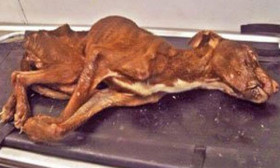 Miracles Happen. This Starved Dog Was Thrown Away In A Garbage Bag. You Won’t Believe What Happened Next.