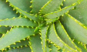 8 Super Benefits of Aloe Vera for Hair