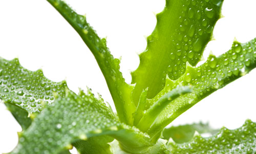 Aloe