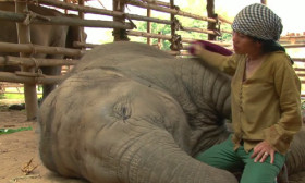 Unbelievably Cute! She Sings an Elephant to Sleep With a Lullaby