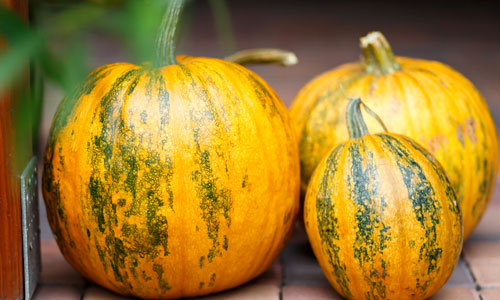 Pumpkin
