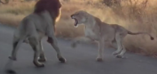 lion-fight