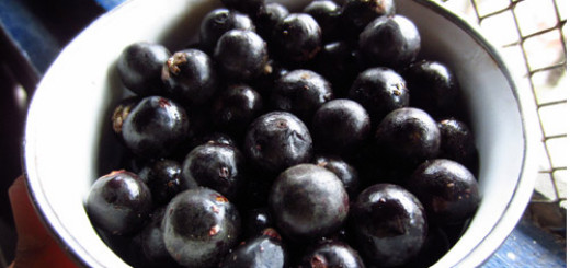 6 Health Benefits of Acai Berry